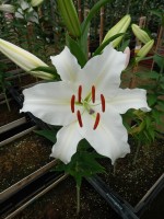 [4351 Castellani VWS No02.JPG]